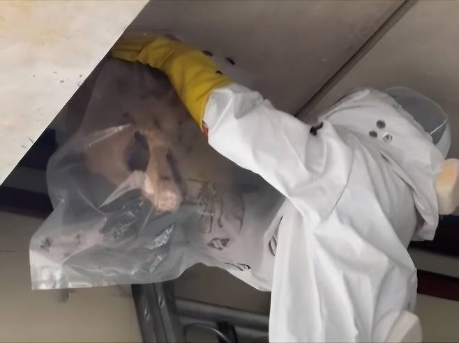 대전소방이 여름철 벌쏘임 사고를 방지키 위해 벌집을 제거하고 있다. 벌쏘임 사고는 여름철인 7~8월에 집중되고 있다.