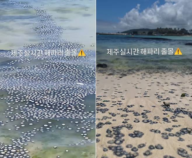 제주신흥해수욕장에서 발견된 푸른우산관해파리떼 [사진 출처 = 인스타그램 (@only_chavely)]