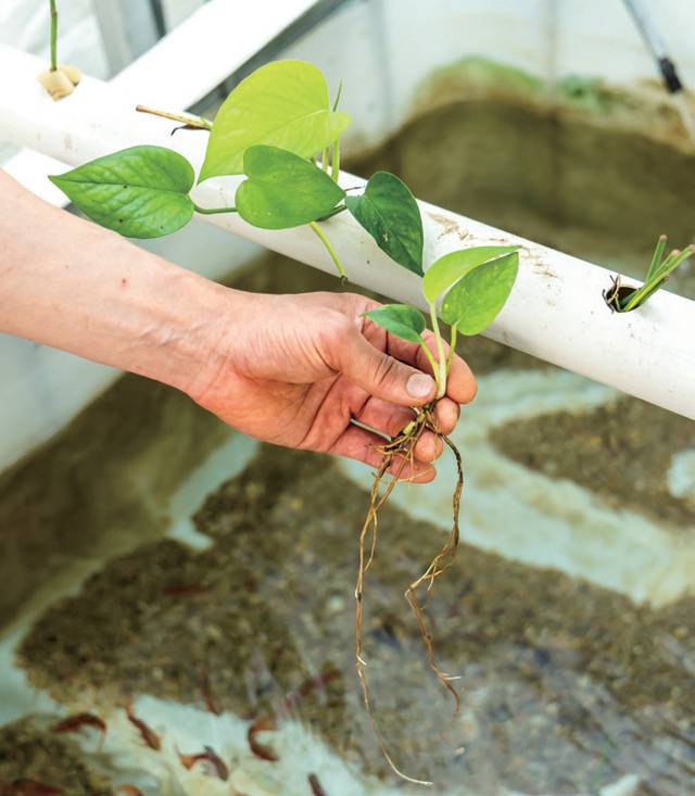 여과장치를 통해 분해 과정을 거친 물고기 배설물은 식물이 자라는 데 필요한 충분한 영양분이 된다.