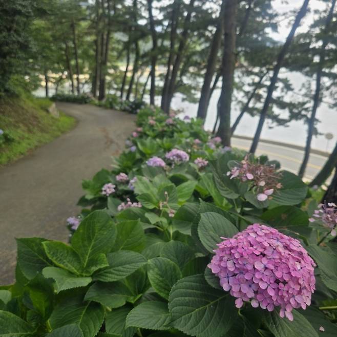 저구항 수국동산 산책길