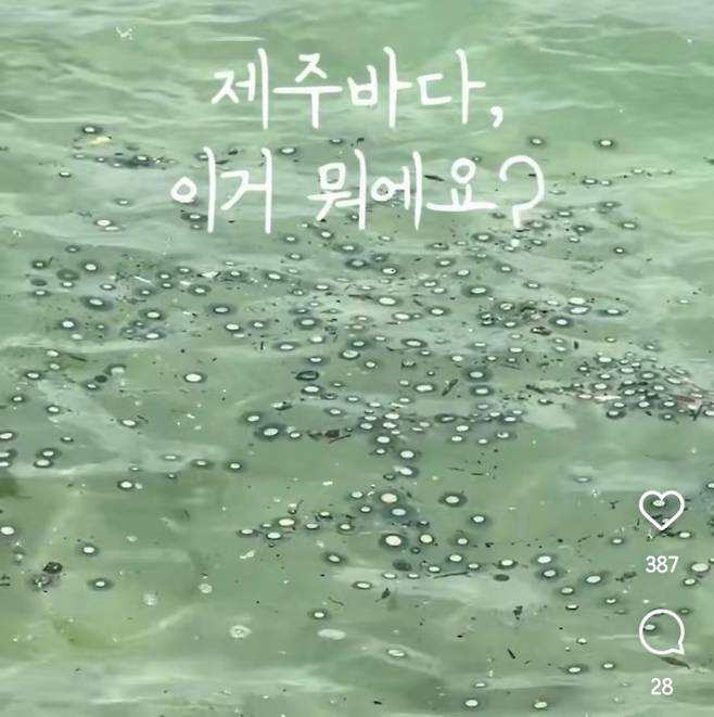제주도 해수욕장에 해파리 떼가 출현해 눈길을 끌고 있다. 푸른색 곰팡이처럼 보이는 이 해파리의 정체는 ‘푸른우산관해파리’인 것으로 드러났다. 인스타그램 캡처