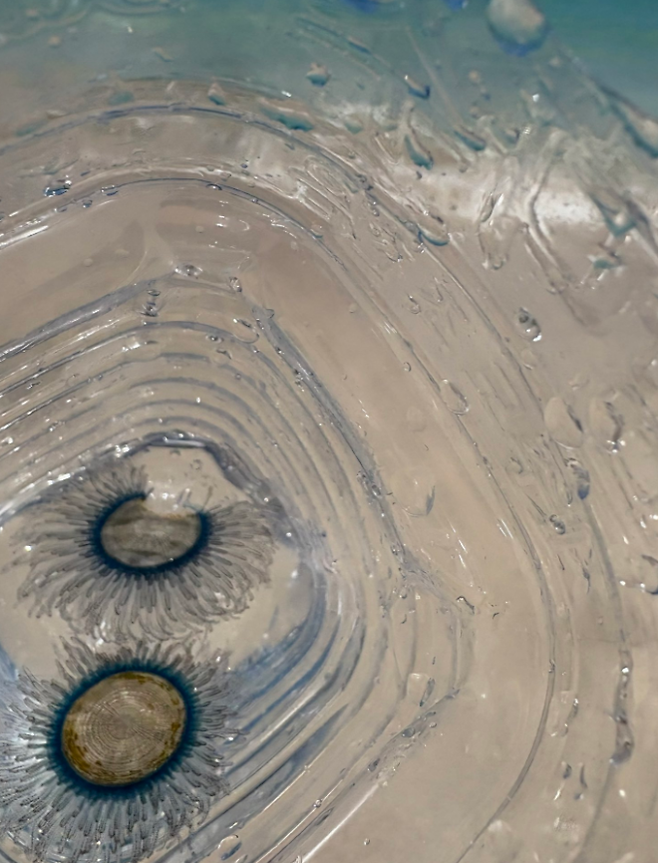 제주도 해수욕장에 해파리 떼가 출현해 눈길을 끌고 있다. 푸른색 곰팡이처럼 보이는 이 해파리의 정체는 ‘푸른우산관해파리’인 것으로 드러났다. 엑스(X·옛 트위터) 캡처