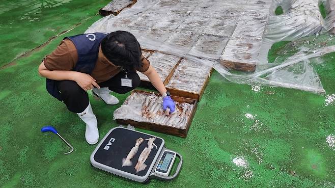 전라남도가 총허용어획량을 적용받는 오징어의 어획량 확인 및 무게 측정을 하고 있다.