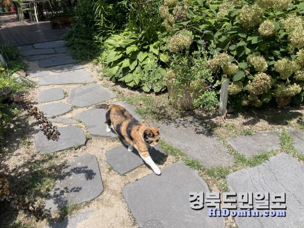 야생화일기의 마스코트 고양이 보름이가 한가롭게 정원을 거니는 모습이 자연 속 여유로움을 그대로 닮아 있다.