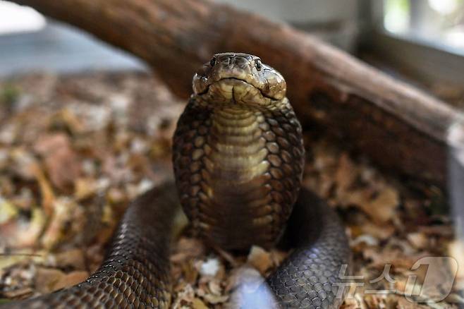 코브라 자료사진 ⓒ AFP=뉴스1