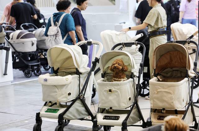 강아지가 애견 유모차에 앉아 있다. [연합뉴스]