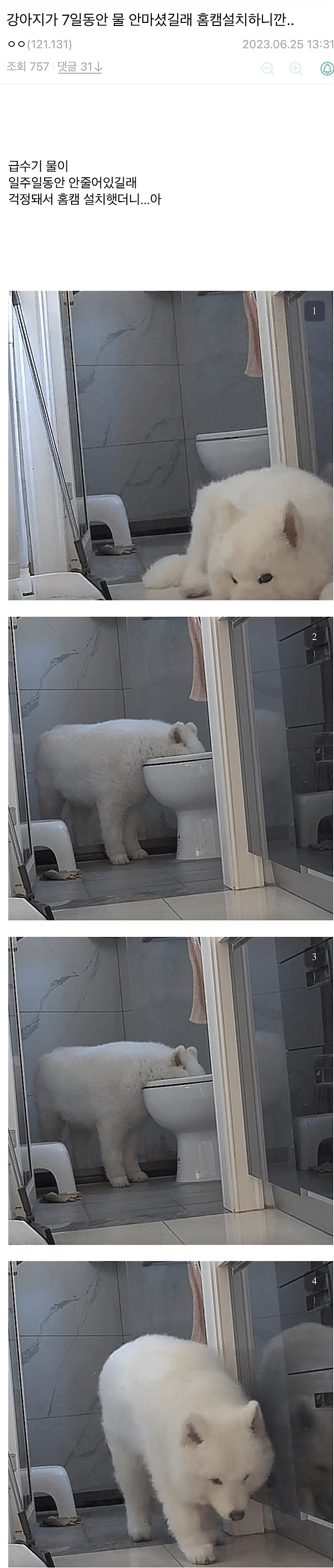 image.png 반려견이 일주일 째 물을 안 마셔서 홈캠 설치했는데.jpg