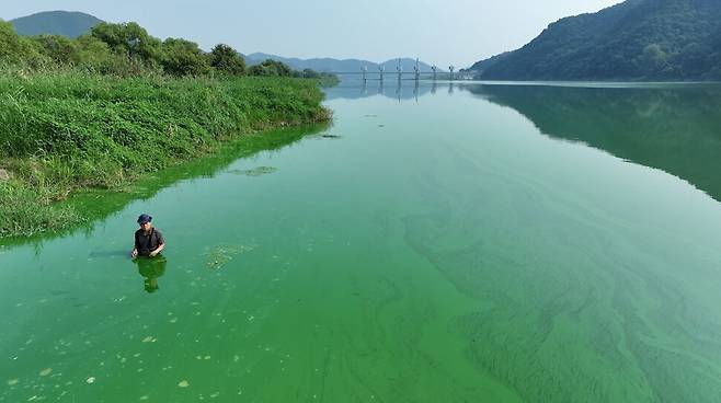 2024년 녹조가 가득 생겨난 낙동강 합천창녕보 상류에 들어간 최승호 피디. 뉴스타파 제공