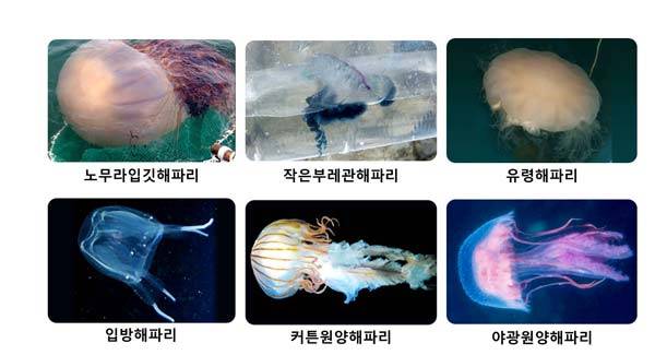 국내 출몰 주요 독성 해파리들/사진= 해양수산부​