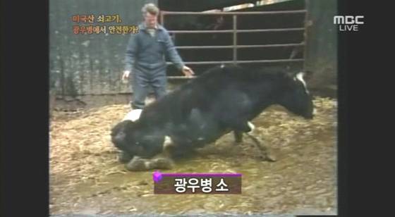 MBC가 2008년 4월 29일 방송한 PD수첩 광우병 보도 영상. [MBC 화면 캡처]