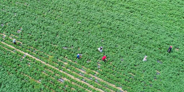 서면 감자밭에서 외국인 노동자들이 잡초제거작업을 하고 있다. [강원도민일보 자료사진]