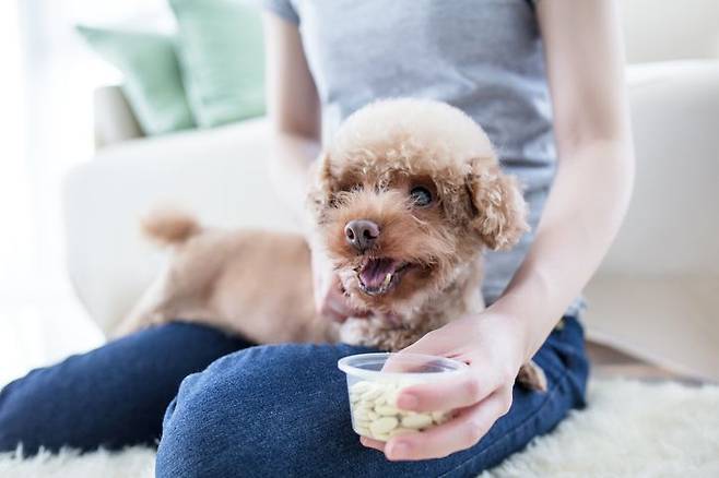 보호자가 손으로 직접 먹을 것을 주는 핸드피딩 방식은 개와 보호자 간의 유대감을 키우는 데 효과적이다. 게티이미지뱅크