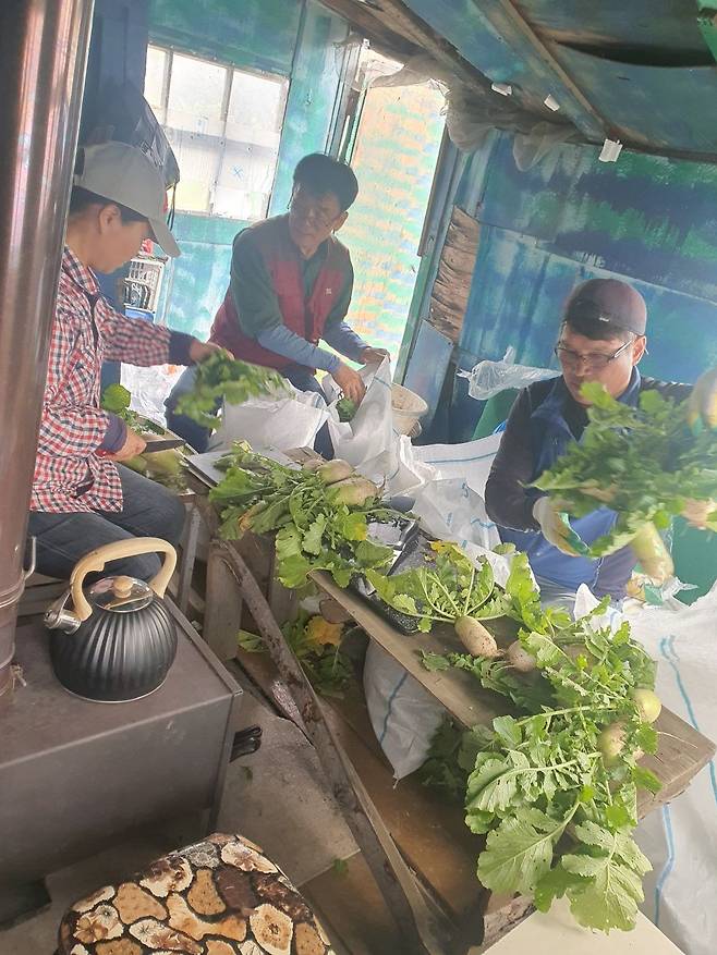 심세반 선교사(가운데)와 동역자들이 연해주 현지에서 직접 농사지은 무를 수확해 정리하고 있다. 심 선교사 제공