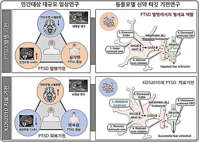 [대전=뉴시스]PTSD에서 별세포 GABA 조절 메커니즘 및 신약 KDS2010의 치료 효과 요약도.(사진=IBS 제공) *재판매 및 DB 금지
