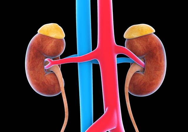 수술 후 발생할 수 있는 합병증 중 하나인 ‘급성 신손상’을 조기에 예측할 수 있는 모델이 개발됐다. 사진은 기사의 특정 사실과 관련 없음. 게티이미지뱅크