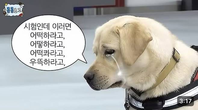 관세청 유튜브에 지난 11일 올라온 ‘킁킁로그’ 2편 ‘긴장감 맥스! 생후 1년 탐지견들의 생애 첫 평가!’ 썸네일. 관세청 유튜브 캡처