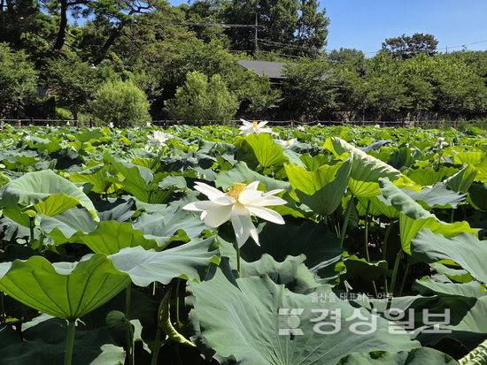 ▲ 29일 울산 울주군 상북면 못안저수지 한편이 백련으로 물들어 있다.