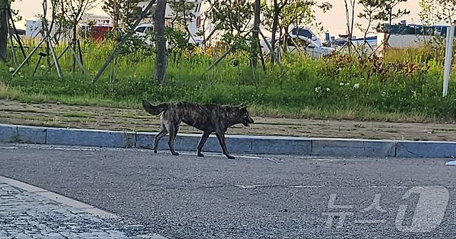전남 여수 도심 곳곳에 출몰한 야생 들개.(독자 제공. 재판매 및 DB 금지)