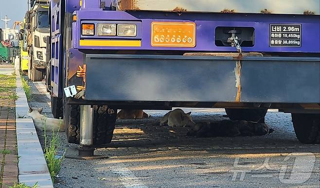 전남 여수 도심에 출몰한 야생 들개들.(독자 제공. 재판매 및 DB 금지)