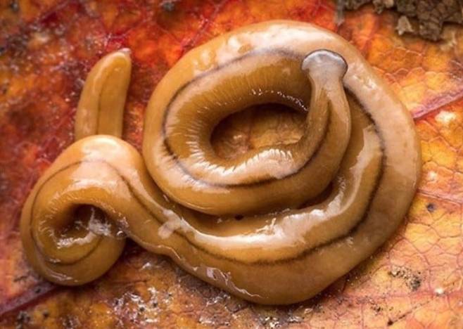 몸을 또라이튼 망치머리벌레. 외래유입종으로 지정됐다./Maine State