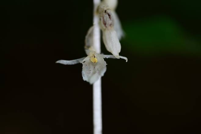 방울유령란. /국립산림과학원 난대·아열대산림연구소