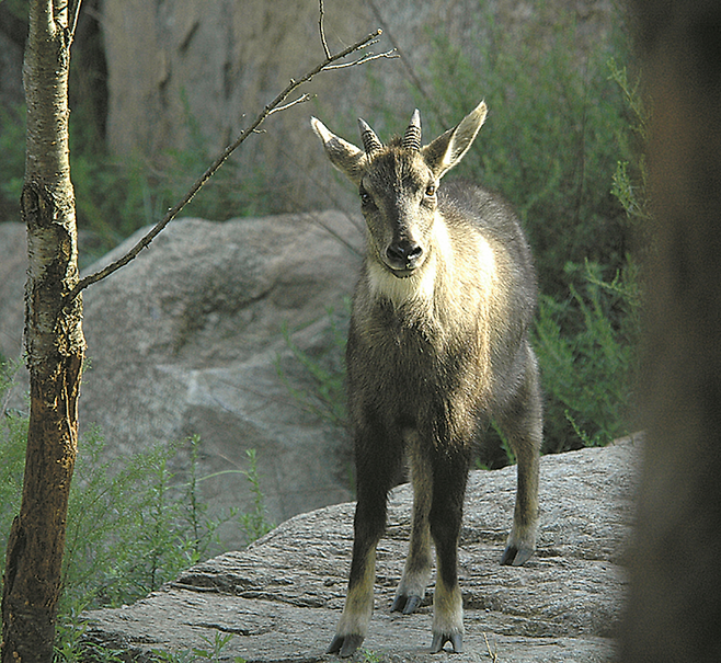 야생 산양. 국립생물자원관 제공