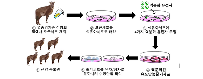 산양의 유도만능줄기세포 연구 과정. 국립생물자원관 제공