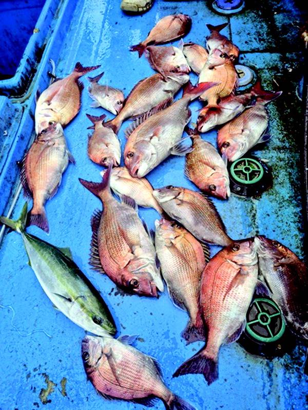 부산 생도권 참돔낚시.