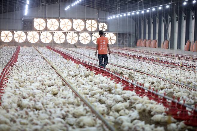 An employee walks through a poultry farm in Seji-myeon, Naju, South Jeolla, to keep the chickens moving. [NEWS1]