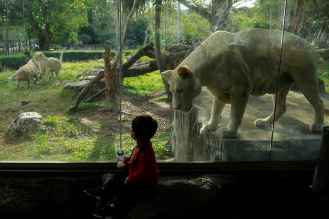 태국에서 사자를 개인 소유하는 경우가 늘면서 여러 문제가 발생했다. 사진은 2019년 11월30일 태국 카오키오 동물원에서 사자를 관람 중인 어린아이의 모습. 해당 기사와 직접적인 연관없음. /사진=로이터