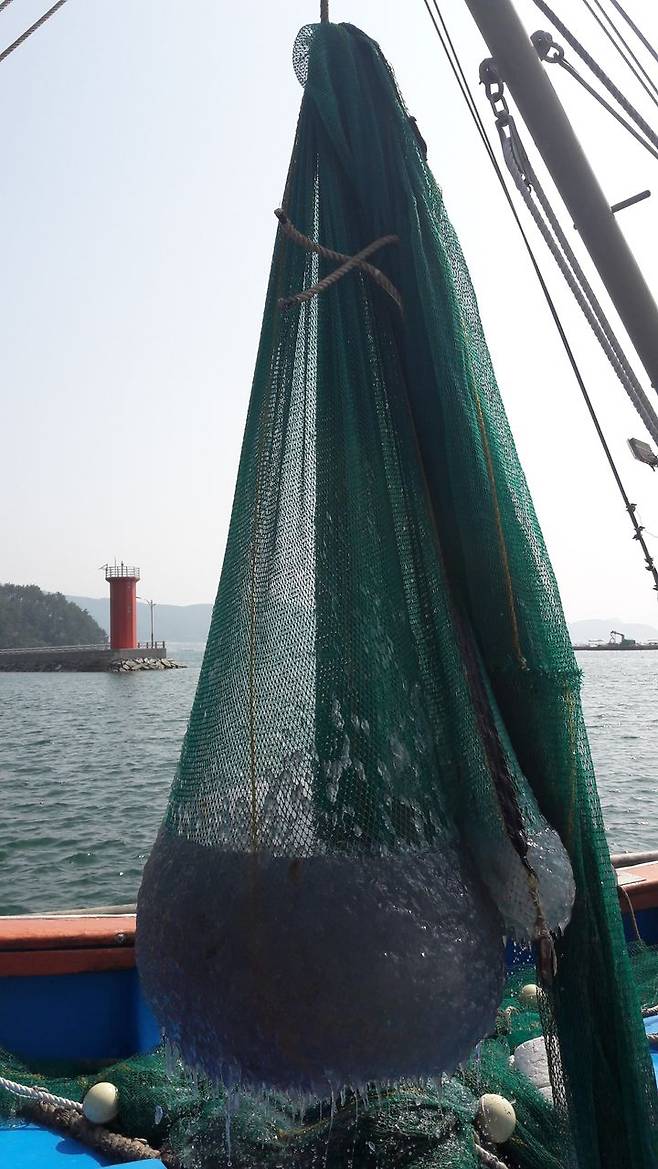 경남 거제, 고성 등 연안에 대량 출현 해파리 제거 작업.(사진=경남도 제공) 2025.07.30. *재판매 및 DB 금지