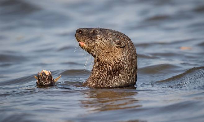 국립생물자원관 관계자는&nbsp;수달이 괴생명체의 정체일&nbsp;가능성이 크다고 봤다. 게티이미지뱅크