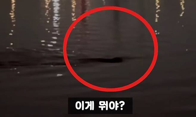 밤 시간 한강변을 유영하는&nbsp;‘괴생명체’ 모습. 유튜브&nbsp;‘정담 스토리’ 화면 캡처