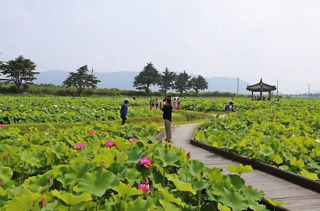 동궁과월지 연꽃단지.&nbsp;