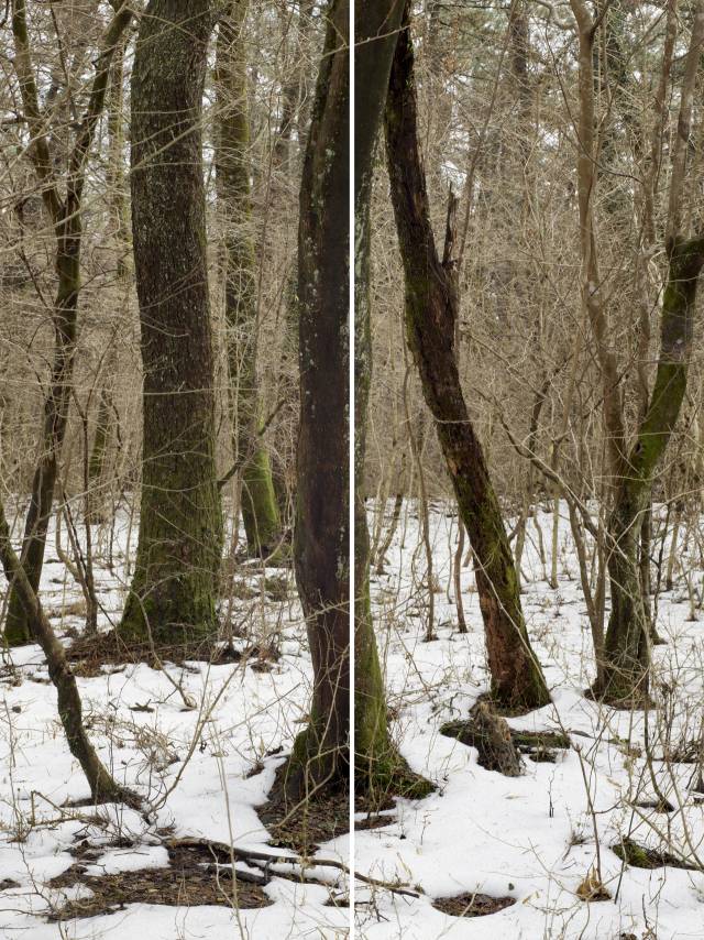 정희승의 '윌더'(Wilder) 중 '무제'(Untitled, a set of 2 panels). 고은 깁슨 사진미술관 제공