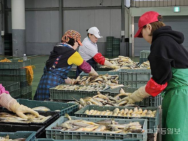 전남 영광읍 법성 영광수협 법성포 위판장. 잡아온 참조기를 크기 별로 분류하고 있다. 물량이 많지 않아 일일이 무게를 재가면서 분류하는 모습이다. 이삼섭기자 seobi@mdilbo.com