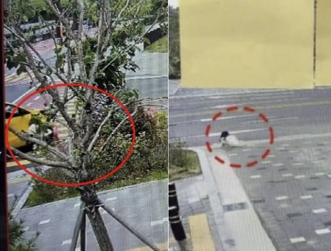 통학버스 운전자가 스쿨존에서 초등학생 여자 아이를 치고 달아나는 사건이 발생했다. (사진=인스타그램 캡처)