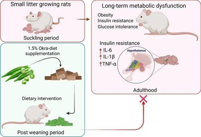 젖을 뗀 후, 오크라가 1.5% 함유된 보충 식단을 섭취한 쥐는 뇌 시상하부의 염증 반응이 억제되면서 부정적인 대사 문제가 모두 예방되었다 | 출처: Brain Research 논문