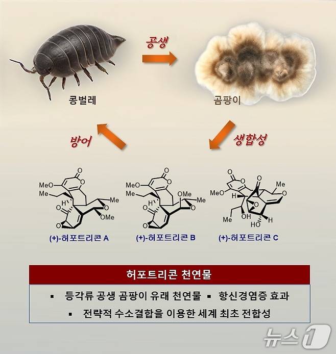 허포트리콘 천연물 개요(KAIST 제공) /뉴스1