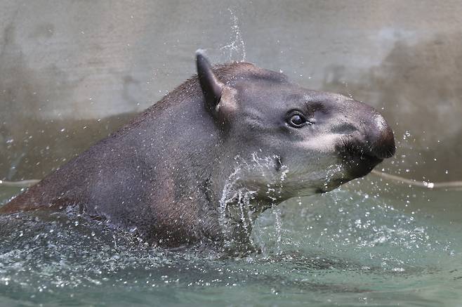폭염이 계속되고 있는 2025년 7월 29일 과천 서울대공원 동물원에서 멸종위기 취약 등급의 아메리카테이퍼가 물 속에서 더위를 식히고 있다. /장경식 기자