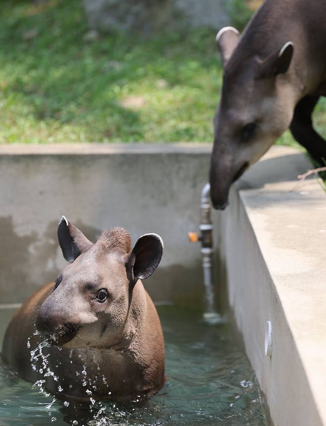 폭염이 계속되고 있는 2025년 7월 29일 과천 서울대공원 동물원에서 멸종위기 취약 등급의 아메리카테이퍼가 물 속에서 더위를 식히고 있다. /장경식 기자