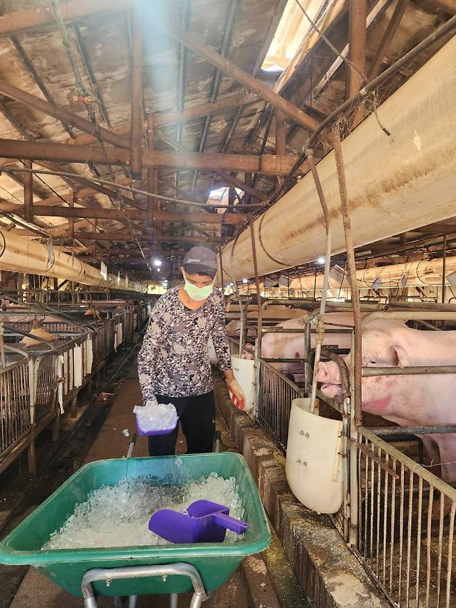 지난 29일 경북 고령군 한 양돈농가에서 농장 직원이 돼지에게 얼음을 먹이고 있다. /노인호 기자