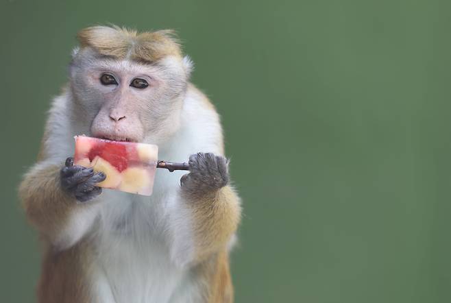 폭염이 계속되고 있는 2025년 7월 29일 과천 서울대공원 동물원에서 아시아 원숭이들이 여름 특식을 먹으며 더위를 식히고 있다. /장경식 기자