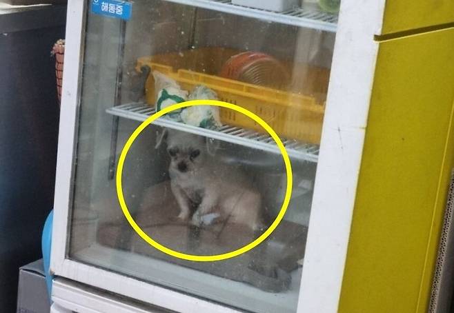 냉장고 속에 있는 강아지./중고거래 플랫폼 당근