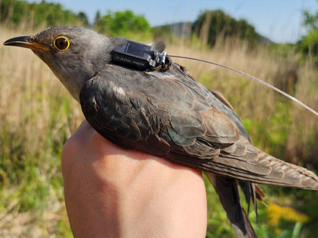 위치추적 발신기를 부착한 여름 철새 두견이. 제주에서 출발한 두견이는 아프리카 모잠비크까지 이동해 겨울을 보낸 뒤, 이듬해 다시 국내로 돌아오는 경로가 세계 최초로 확인됐다. 국립생물자원관제공