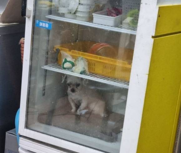 부산 한 피자 가게 냉장고 안에 강아지 1마리가 떨고 있는 모습이 포착돼 누리꾼들이 공분하고 있다. 사진은 부산 한 피자 가게 냉장고 안에 몰티즈 1마리가 들어가 있는 모습. [사진=온라인커뮤니티 캡처]