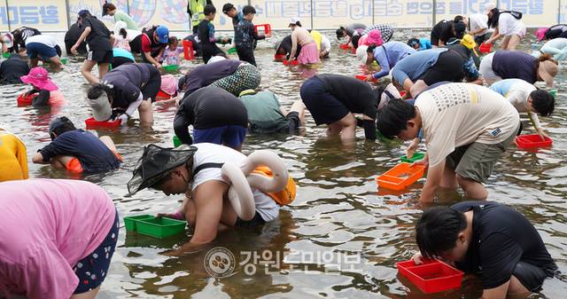 ▲ 31일 개막한 철원 화강 다슬기축제의 메인 콘텐츠인 황금다슬기잡기에 많은 인파라 몰려 다슬기를 잡고 있다. 이재용