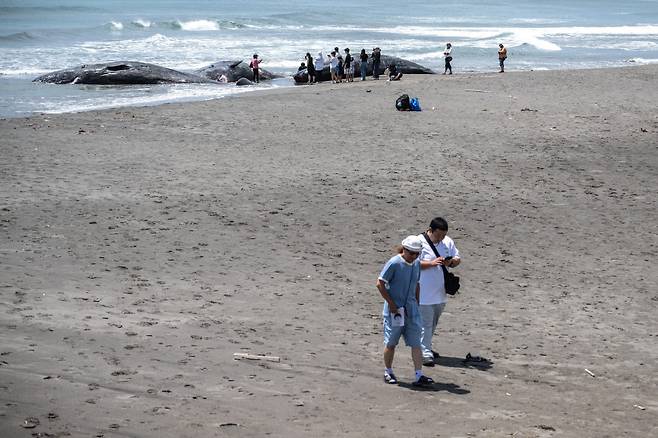 30일 떠밀려온 고래들, 지진의 징조였을까… 31일 일본 지바현 다테야마시 해변에서 시민들이 파도에 밀려온 고래들의 사체를 지켜보고 있다. AFP연합뉴스