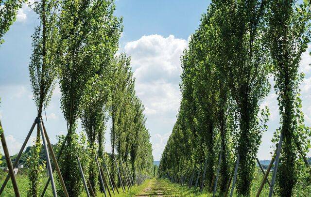 하늘을 향해 시원스럽게 키를 키운 양버들.