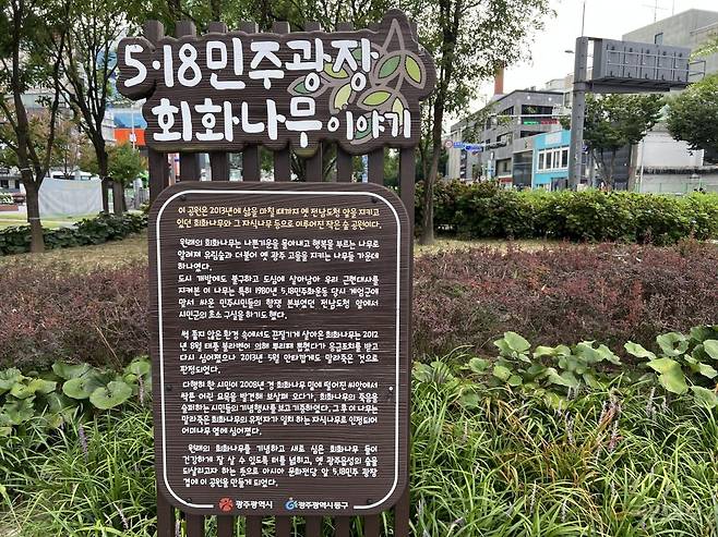 광주 동구 5·18민주광장 내 회화나무 이야기가 담긴 안내판. 이은창 기자
